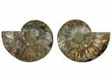 Cut & Polished, Agatized Ammonite Fossil - Madagascar #317679-1